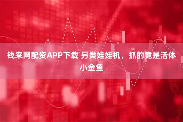 钱来网配资APP下载 另类娃娃机,抓的竟是活体小金鱼
