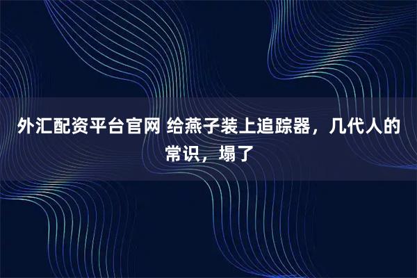 外汇配资平台官网 给燕子装上追踪器,几代人的常识,塌了
